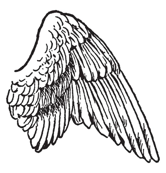 ビンテージの線描画や彫刻の図をコントロールするために使用は鳥の翼 — ストックベクタ