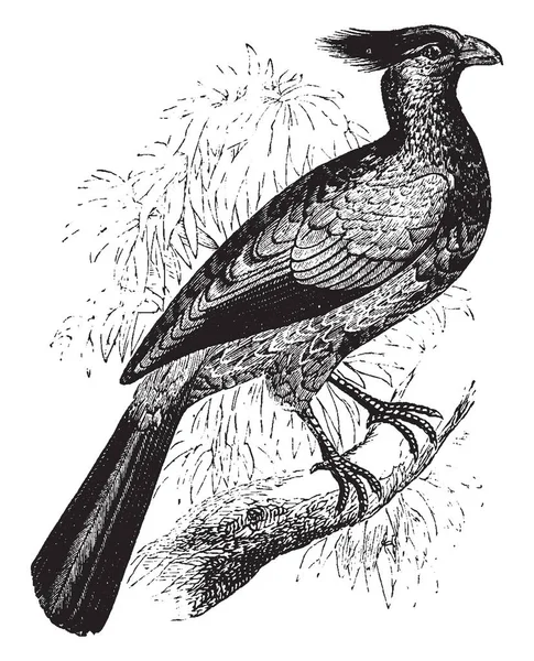 Crested Touraco Gatunek Afrykańskiego Ptaka Vintage Rysowania Linii Lub Grawerowanie — Wektor stockowy