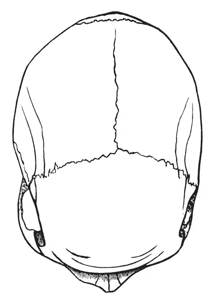 Illustration Represents Dolichocephalic Cranium Vintage Line Drawing Engraving Illustration — Stock Vector