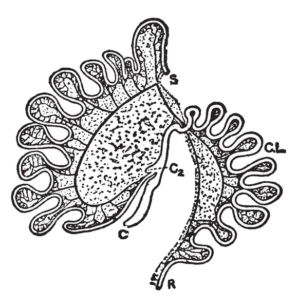 Image Represents Intestinal Tract Macropus Bennetti Vintage Line Drawing Engraving — Stock Vector