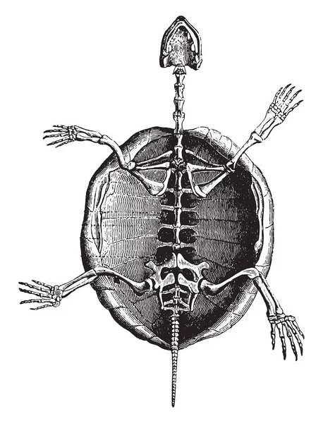 Esqueleto Tortuga Ilustración Grabada Vintage Historia Natural Los Animales 1880 — Archivo Imágenes Vectoriales