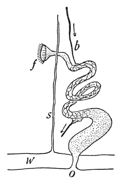 Anatomia Lombrichi Hanno Una Coppia Reni Ogni Segmento Ciascuno Costituito — Vettoriale Stock