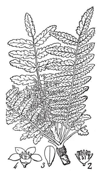 图片的树枝的树称为 Francansens 描绘显示 带花瓣的截面 复古线条画或雕刻插图 — 图库矢量图片