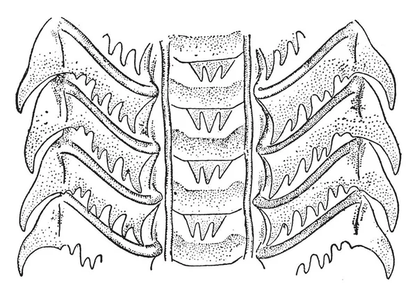 カタツムリは殻腹足類 ビンテージの線描画や彫刻イラストに緩く適用される共通名前です — ストックベクタ