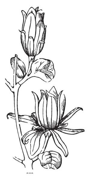Denna Bild Visar Carolina Kryddpeppar Detta Blomknopp Kronbladen Tät Tunn — Stock vektor