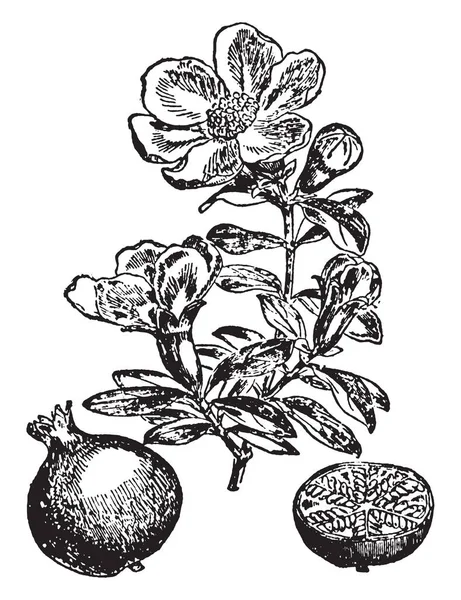 ザクロは 結実の落葉性の低木または小さな木です ベーキング 果汁をブレンド 食事肴 ビンテージの線描画や彫刻イラストでそのまま種皮やジュース ザクロを使用します — ストックベクタ