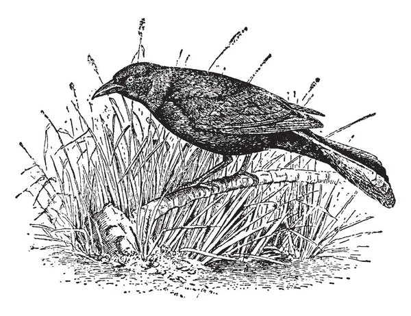 乌鸦黑鸟吃各种各样的食物 复古线条画或雕刻插图 — 图库矢量图片