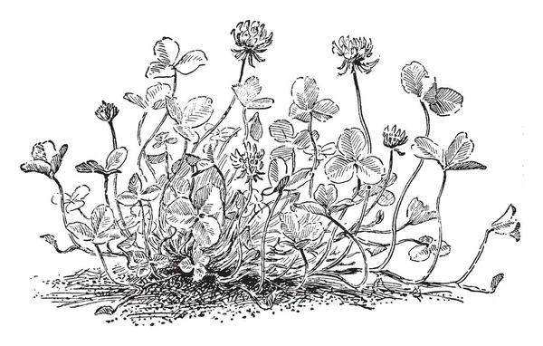 Gambar Ini Menunjukkan Tanaman Trifolium Pertobatan Tanaman Ini Tersebar Tanah - Stok Vektor