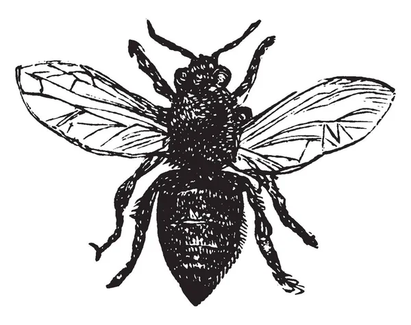 Pracovní Bee Vajíčko Poklopy Třech Dnech Larva Vintage Kreslení Čar — Stockový vektor
