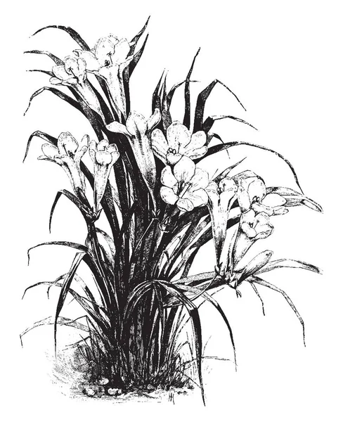 这个植物是新西兰的经典花园图标 绽放出惊人的香水 复古线条画或雕刻插图 — 图库矢量图片