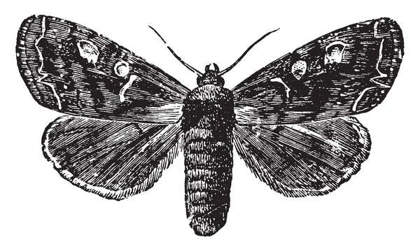 Potherb Moth Тело Толстый Тяжелый Винтажные Линии Рисунок Гравировка Иллюстрации — стоковый вектор