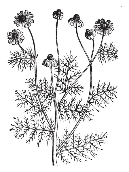 Болиголов Является Одним Токсичным Растением Которое Вызвать Серьезные Проблемы Здоровьем — стоковый вектор
