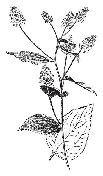 Ceanothus 钩虫是落叶灌木 叶子是齿状 宽卵形 和中至深绿色 复古线条画或雕刻插图 — 图库矢量图片