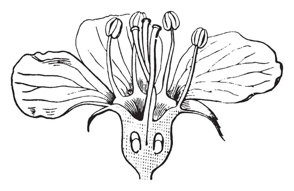 Рисунке Полуцветка Внутри Части Цветка Лепестками Производят Пыльцу Семена Рисунок — стоковый вектор