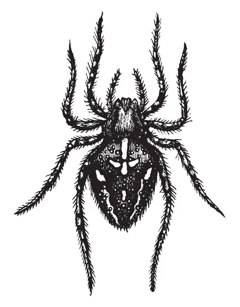 十字蜘蛛是西欧一种非常常见和众所周知的球体织工蜘蛛 复古线画或雕刻插图 — 图库矢量图片