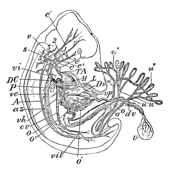 Illustration Represents Human Embryo Vintage Line Drawing Engraving Illustration — Stock Vector