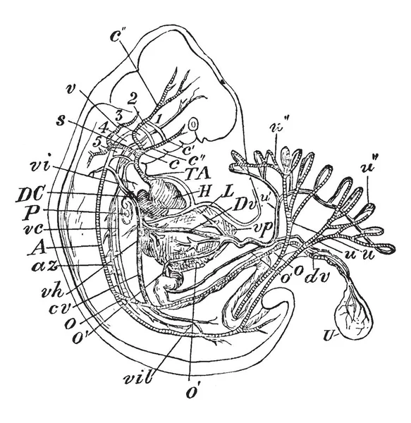Цій Ілюстрації Представляє Людського Ембріона Vintage Штриховий Малюнок Або Ілюстрація — стоковий вектор