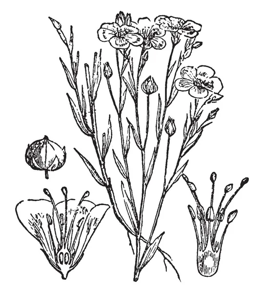 Una Imagen Muestra Flor Lino Seed Pod Una Planta Anual — Archivo Imágenes Vectoriales