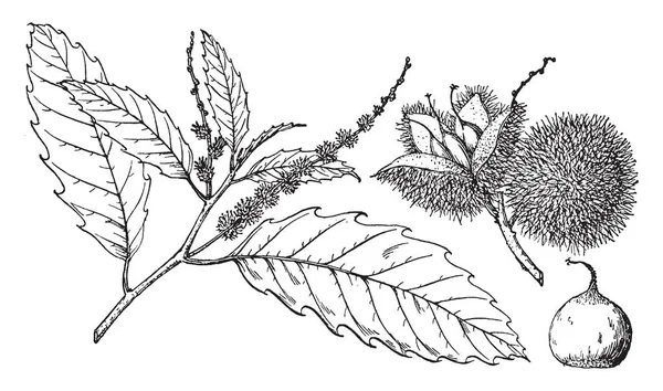 밤나무로 알려진 Castanea Dentata 빈티지 그림의 이미지 — 스톡 벡터