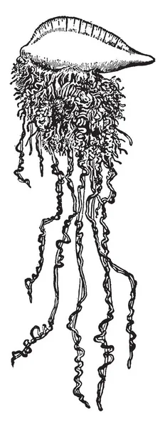 Physalia Genus Order Siphonophorae Vintage Line Drawing Engraving Illustration — Stock Vector