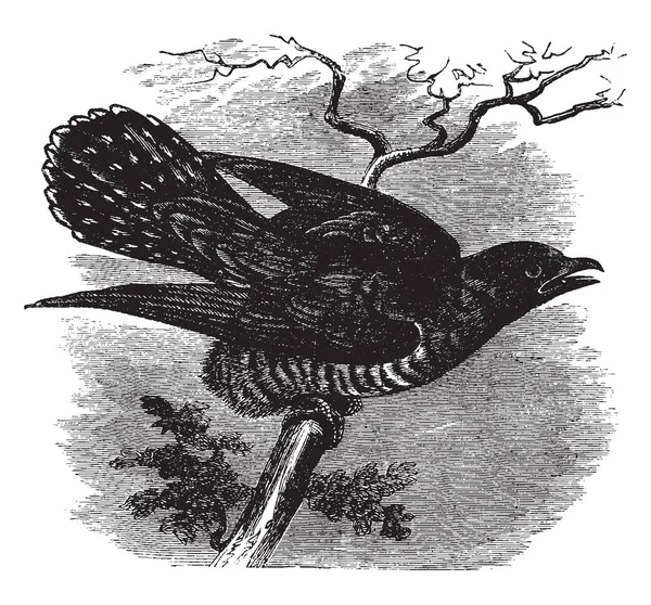 常见的布谷鸟有长尾巴和强壮的腿 复古线条画或雕刻插图 — 图库矢量图片