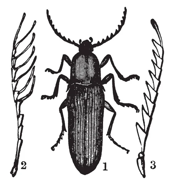 Obraz Ten Przedstawia Serricorn Chrząszcz Vintage Rysowania Linii Lub Grawerowanie — Wektor stockowy