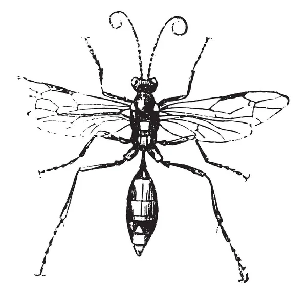 Ichneumon Ilustração Gravada Vintage História Natural Dos Animais 1880 — Vetor de Stock