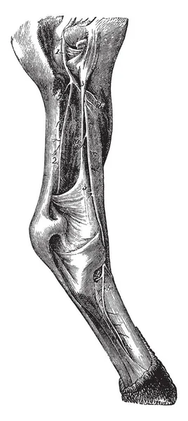Leg Horse Showing Arteries Popliteal Posterior Tibial Present Vintage Line — Stock Vector