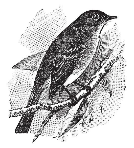 一座鹟是一只鸟在 Tyrannidae 家族的暴君姬鹟 复古线条画或雕刻插图 — 图库矢量图片