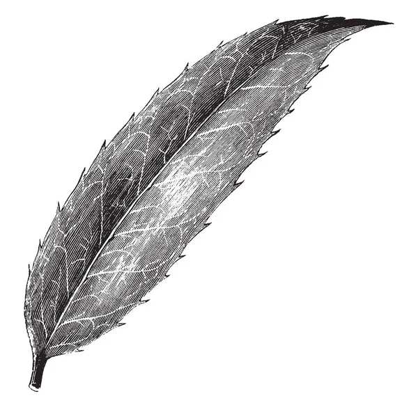 Ilex Dipyrena 的叶子 复古线条绘画或雕刻插图 — 图库矢量图片