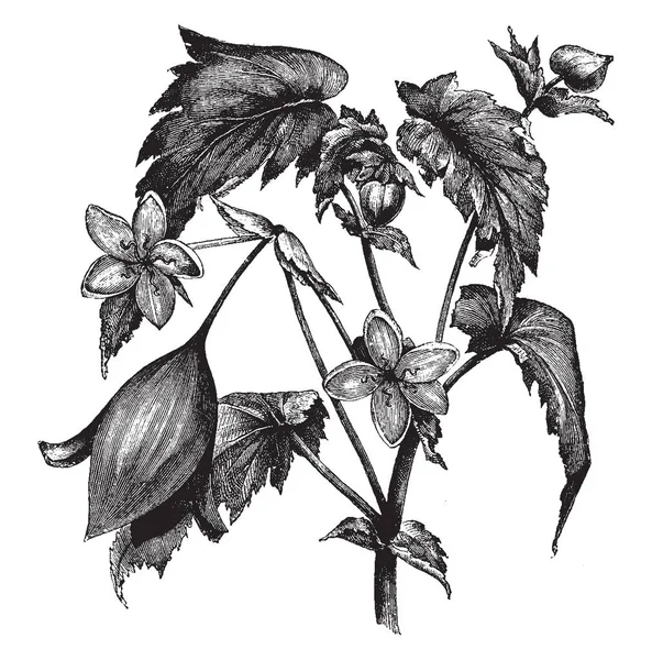Begonia Rostlina Květina Květ Pět Okvětních Lístků Okvětní Lístky Jsou — Stockový vektor
