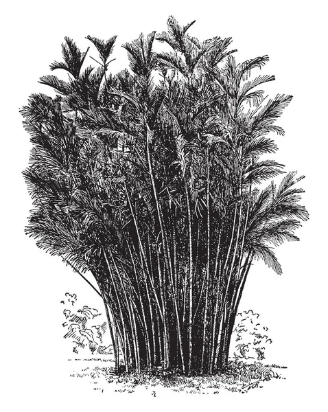 Зображення Показує Високий Стрункий Stemmed Palm Види Дерев Називаються Bactris — стоковий вектор