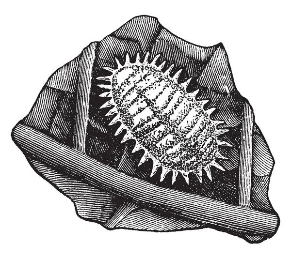 Mealy Bug Dactylopius Destructor Species Vintage Line Drawing Engraving Illustration — Stock Vector