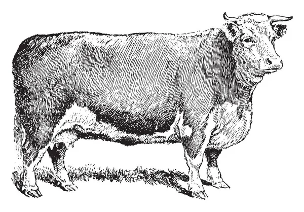 Vache Boucherie Élevée Pour Production Viande Dessin Ligne Vintage Illustration — Image vectorielle