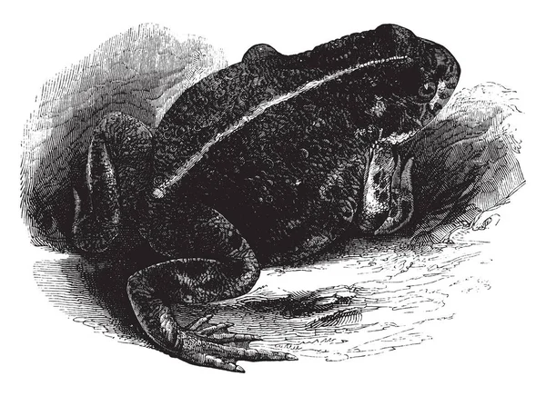Jack Toad Dit Accoucheur Toad Vintage Lijntekening Gravure Illustratie Natter — Stockvector