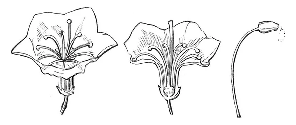 Зображення Має Апельсин Павлівський Широколистий Замовлень Відірвані Квітка Розділ Відірваною — стоковий вектор