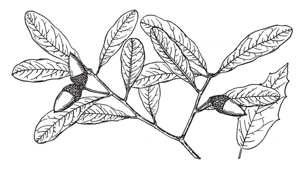라고도 Quercus Virginiana 빈티지 드로잉 네이티브 라이브 오크의 분기를 보여주는 — 스톡 벡터