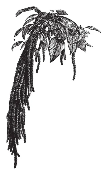 图片显示苋穗植物 花朵是一种深粉色 挂在下垂的尖刺中 许多部分是可食用的 经常被用作食物的来源在印度 被称为爱躺在流血 复古线条画或雕刻插图 — 图库矢量图片