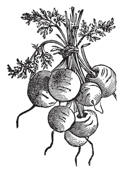 Hromada Řepy Výška Rostliny Krátká Velmi Krátká Vintage Kreslení Čar — Stockový vektor