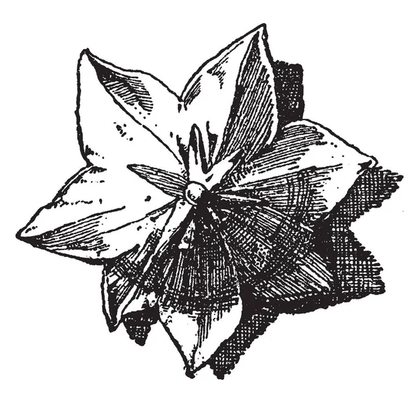 Blue Bell Flower Digunakan Sebagai Desain Ornamen Dalam Bentuk Datar - Stok Vektor