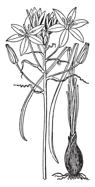 Una Imagen Muestra Estrella Belén Planta Floreciente Ornithogalum Tiene Flor — Archivo Imágenes Vectoriales