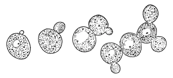 Picture Showing Method Budding Forming Groups Cells Known Growing Yeast — Stock Vector