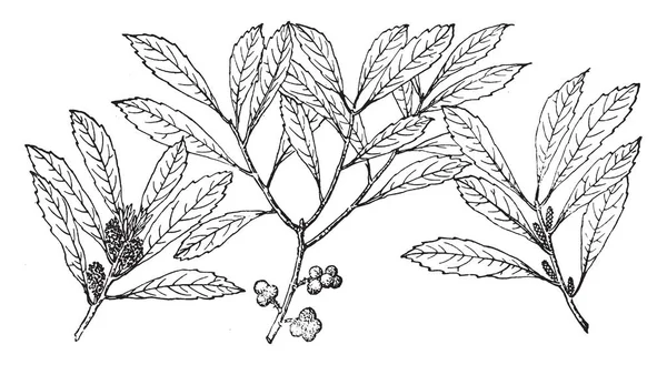 Hay Tres Ramas Diferentes Myrica Cerifera Parte Rama Tiene Frutos — Archivo Imágenes Vectoriales