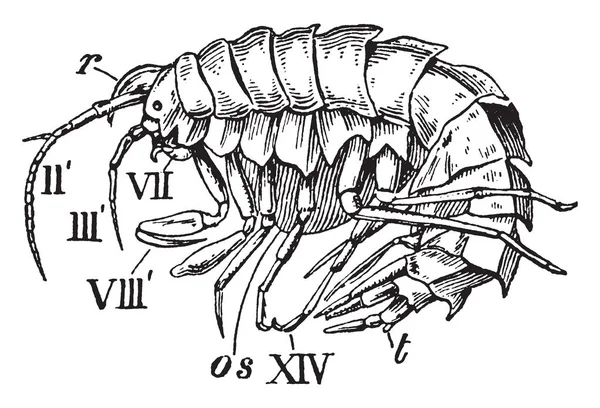 Amphithoe Gênero Crustáceos Edrioftálmicos Anfíbios Desenho Linha Vintage Gravura Ilustração — Vetor de Stock