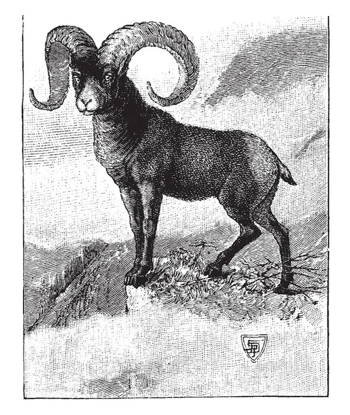 洛基山脉大喇叭是一种原产于北美洲的绵羊 以其大角命名 复古线条画或雕刻插图 — 图库矢量图片