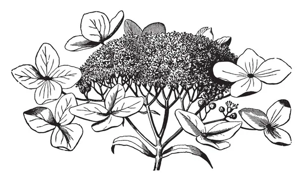 Imagen Muestra Una Flor Hortensia Son Plantas Ornamentales Populares Cultivadas — Vector de stock