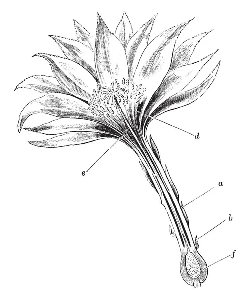 这幅画显示了花 Phyllocactus 的纵向部分 这是花的一半 花瓣是致密的 这张图片显示了花卉的内部部分 复古线条画或雕刻插图 — 图库矢量图片