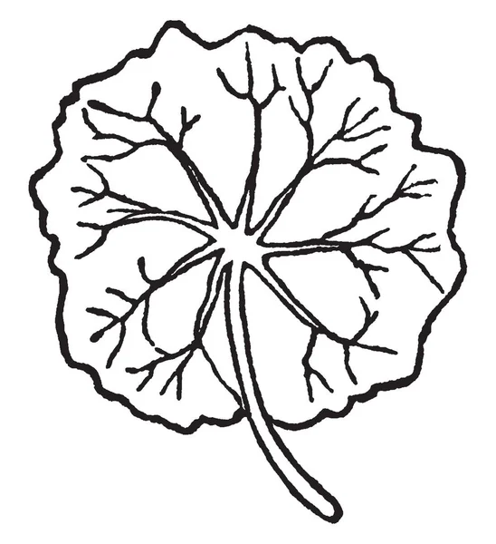 Die Kugelförmigen Blätter Sind Gestielt Kreisförmig Die Adern Gehen Zentral — Stockvektor