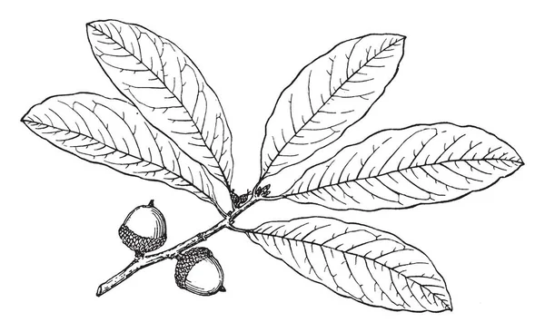 Фотография Показывает Ветку Дуба Черепицы Дуб Голый Рожденный Чашке Листья — стоковый вектор