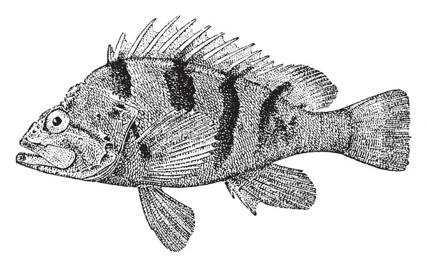 Rockfish Γρασίδι Είναι Ένα Ψάρι Του Γένους Sebastes Vintage Γραμμή — Διανυσματικό Αρχείο